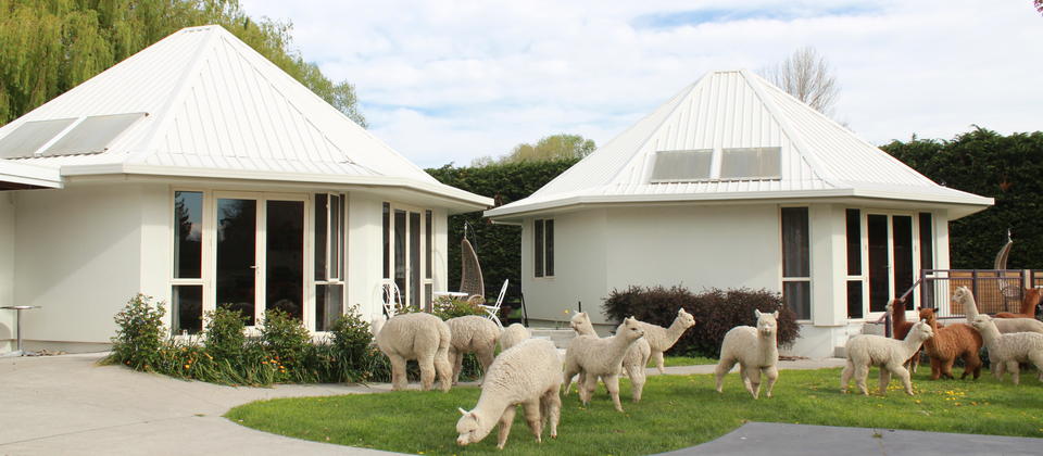 Silverstream Alpaca Farmstay Accommodation In Christchurch