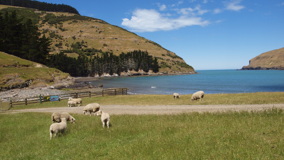 Pohatu marine reserve and working sheep farm