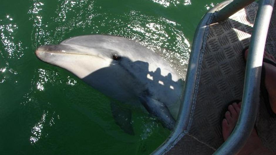 Moko the bottlenose dolphin that came into the Whakatane Bay of Plenty in 2010.