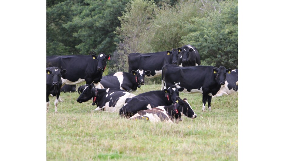 Our Friesian cows