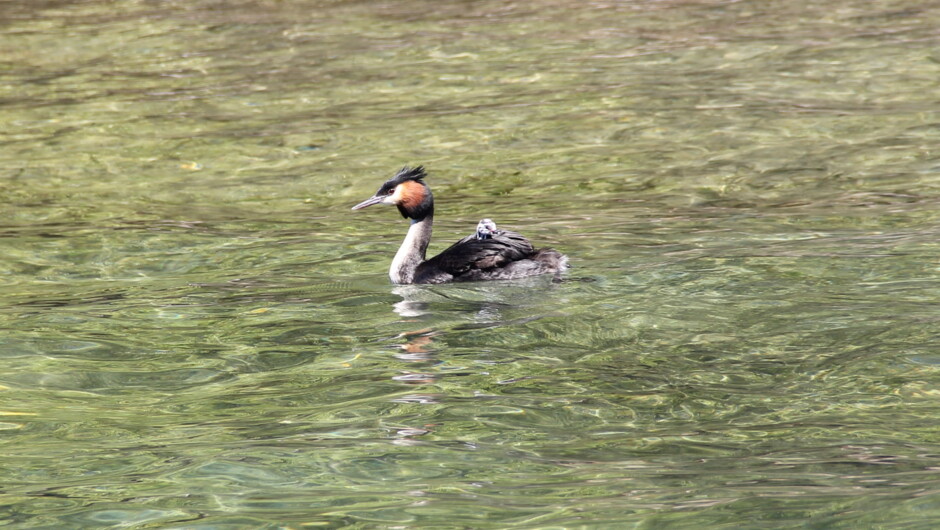 See local birdlife