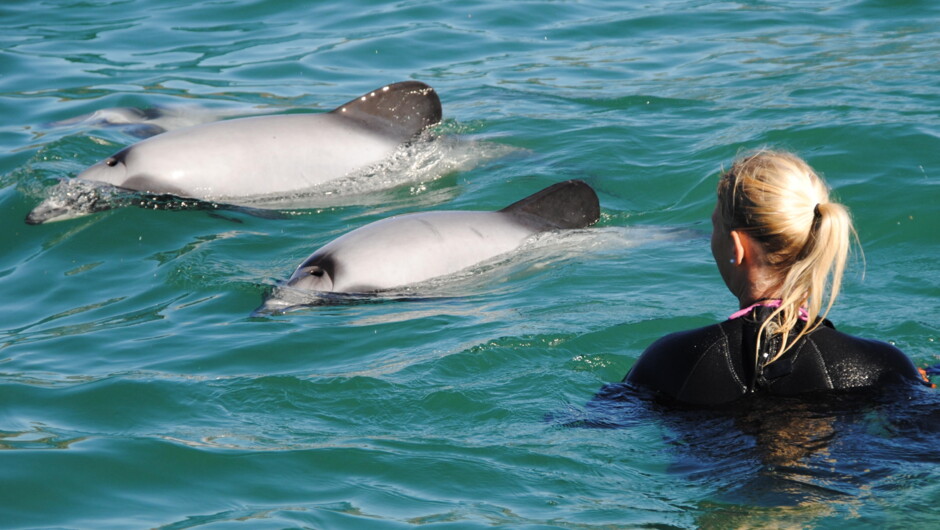 Swimming with dolphins