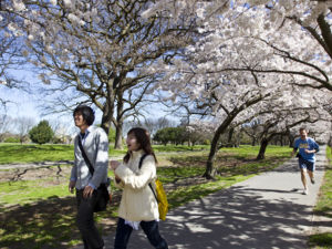 Blossom Trees in full bloom