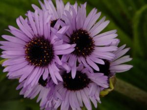 Wildflowers in the Subantarctic Islands