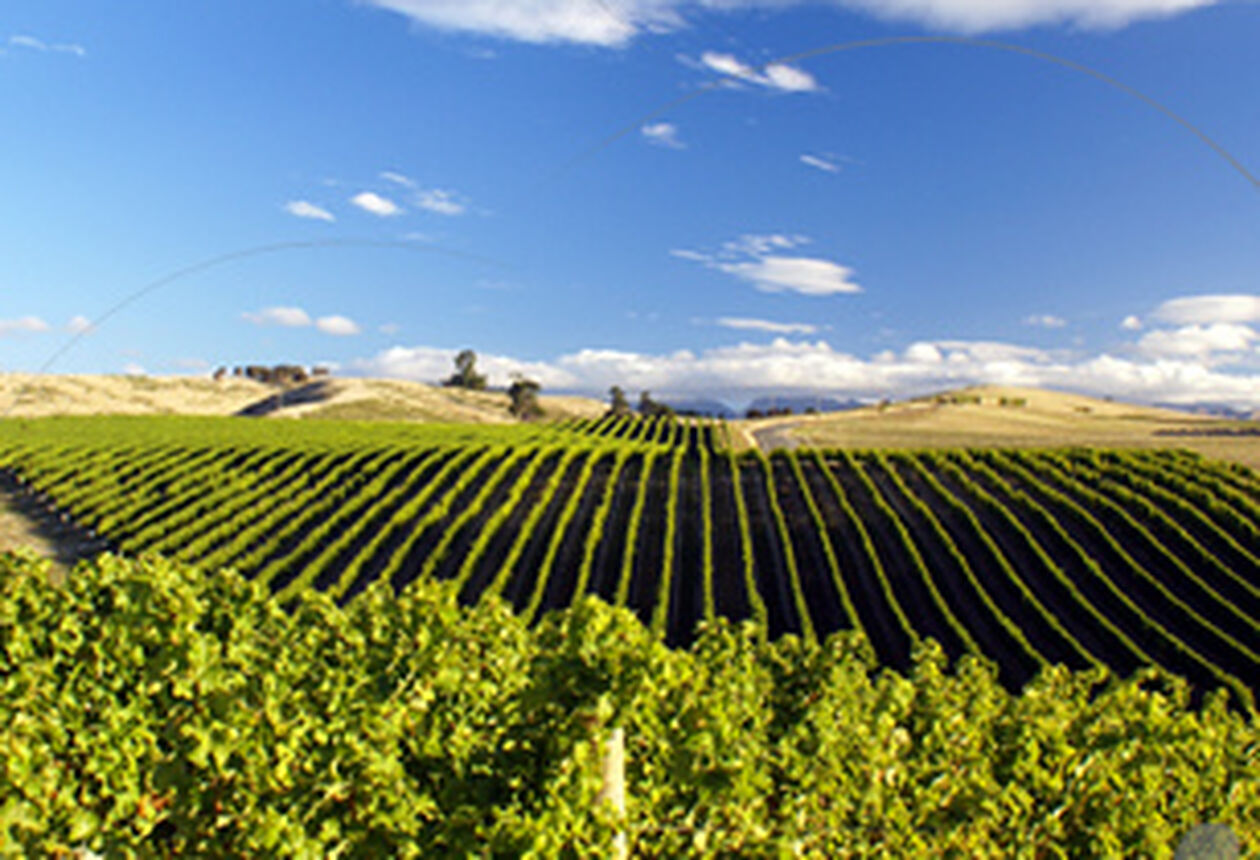 Distinctive wine regions and a focus on sustainability and innovation are some of the defining characteristics of New Zealand’s wine industry, making it a hotspot for wine tourism.