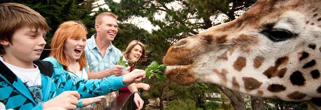 Giraffe at Wellington Zoo