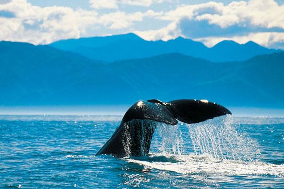 Kaikoura sperm whale