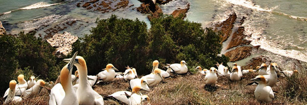 A common sight in Hawke's Bay, the gannets of Cape Kidnappers are easily seen by travellers.