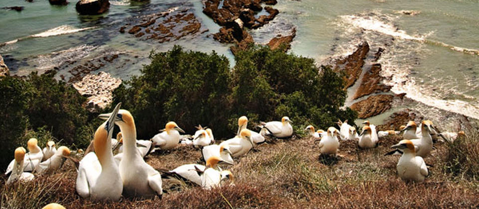 A common sight in Hawke's Bay, the gannets of Cape Kidnappers are easily seen by travellers.