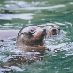 New Zealand Fur Seals