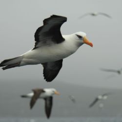 Albatross in the Subantarctic Islands.