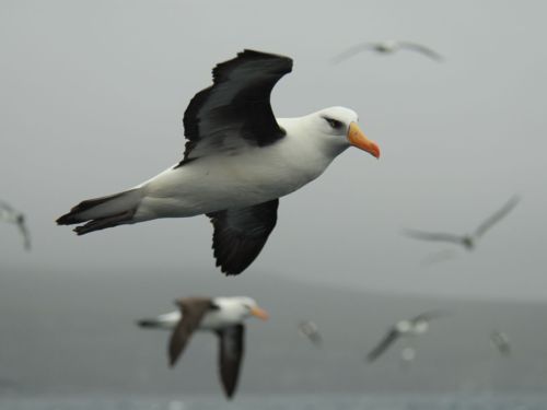 Albatross in the Subantarctic Islands.