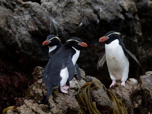 Penguins in the Subantarctic Islands