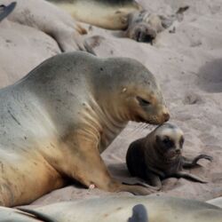 Seals in the Subantarctic Islands