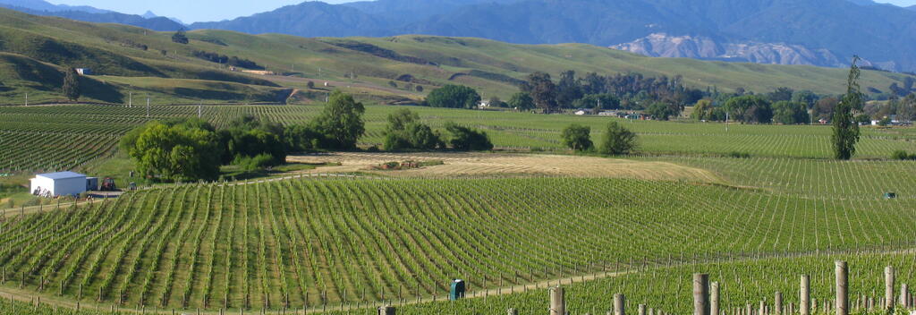 Seresin Vineyards