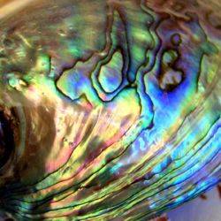 ニュージーランドのパウア貝（アワビの一種）の美しさは世界でも有数です。