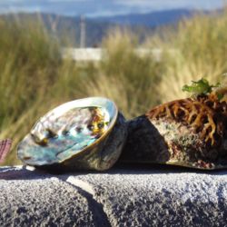 Pāua is traditionally prized by Maori and often incorporated into souvenirs.