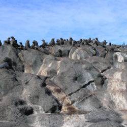 Seal colony, Chatham Islands