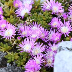 Chatham Islands ice plant