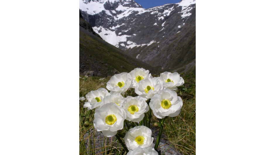 マウントクックリリー