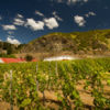 Pioneers of the Central Otago wine region.