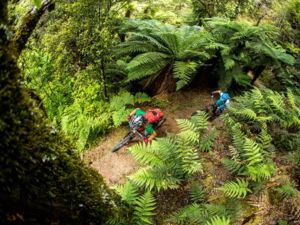 The Moerangi MTB Track is dual-purposed, attracting both mountain bikers and trampers to experience a multi-day adventure amidst native forest.