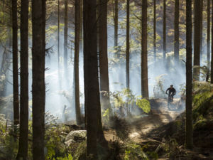 Whakarewarewa Forest ist einfach als „The Redwoods“ bekannt und ein Paradies für Mountainbiker.