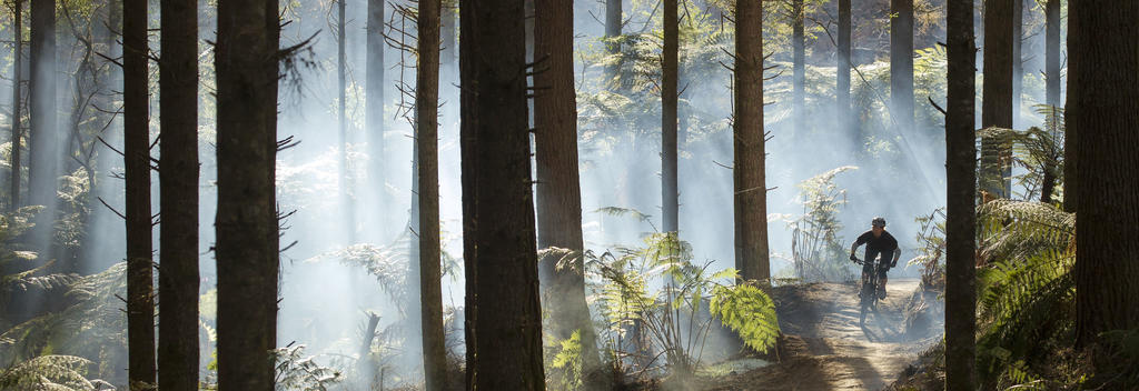 ‘레드우즈’(The Redwoods)라는 애칭으로 불리는 화카레와레와 숲은 산악자전거의 메카이다.