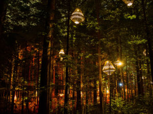 Redwoods Treewalk Rotorua und David Trubridge Design haben gemeinsam ein ikonisches nächtliches Besuchererlebnis geschaffen: die Redwoods Nightlights.