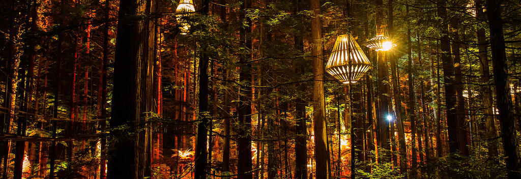 Redwoods Treewalk Rotorua and David Trubridge Design have partnered to create an iconic nocturnal tourism experience: the Redwoods Nightlights.