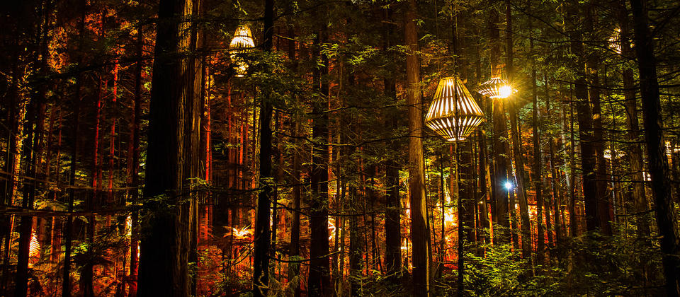 Redwoods Treewalk Rotorua, Night Experience