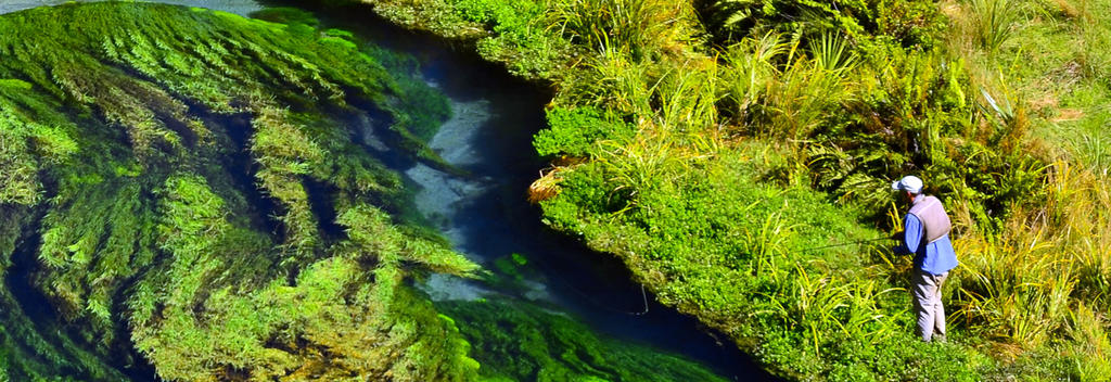 在北岛地区罗托鲁瓦郁郁葱葱的溪边体验飞钓的乐趣。