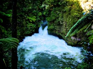 Walking tracks in the reserve lead to four picturesque waterfalls, the site of Rotorua's first hydro-electric power station, the Tutea Caves and Hinemoa's Steps.