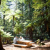 Dine amidst giant Redwood trees for an experience to remember.