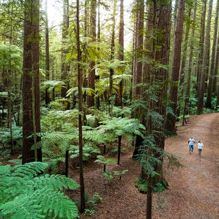 The Redwoods – Whakarewarewa Forest