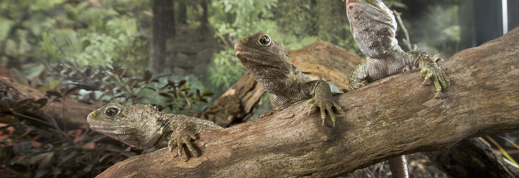 Tuatara are known as New Zealand&#039;s &#039;living fossils&#039;.