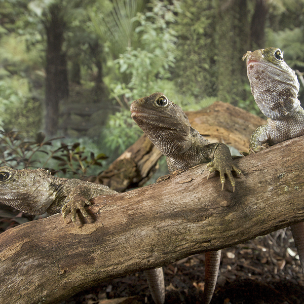 Tuatara are known as New Zealand's 'living fossils'.