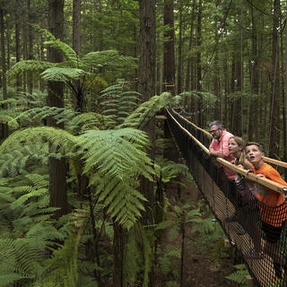 Der Redwoods Treewalk ist ein über 500m langer Baumwipfelpfad mit über 21 Hängebrücken – ein toller Spaß für Jung und Alt.