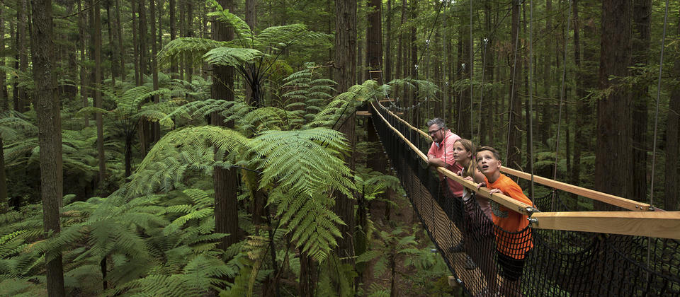 The Redwoods Treewalk is a over half a kilometre long walkway that consists of a series of 21 suspension bridges - a delight for both kids and adults.