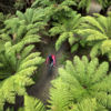 Rotorua's Whakarewarewa Forest Tracks are world-class - heaven for mountain bikers of all levels.