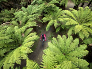 Rotorua's Whakarewarewa Forest Tracks are world-class - heaven for mountain bikers of all levels.