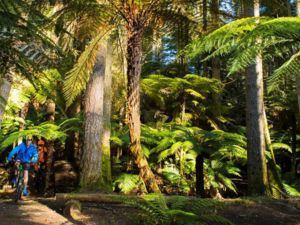 Die Redwoods sind das Epizentrum der Mountainbikeszene von Rotorua.