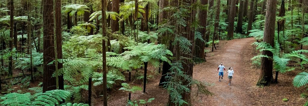 The Redwoods – Whakarewarewa Forest,