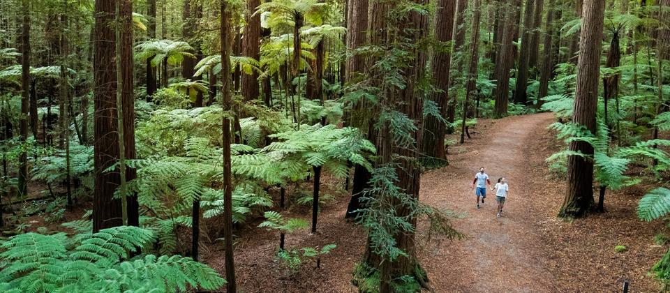 The Redwoods – Whakarewarewa Forest,