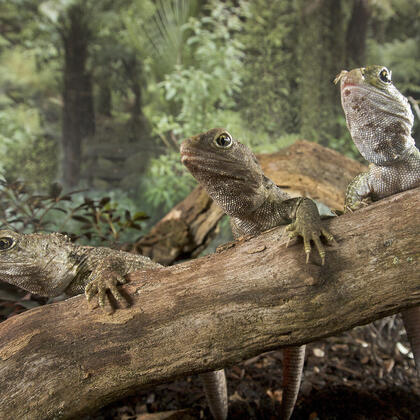 Tuatara are known as New Zealand&#039;s &#039;living fossils&#039;.