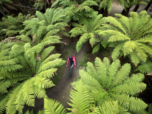 Die Whakarewarewa Forest Tracks in Rotorua sind erstklassig – ein Paradies auf Erden für Mountainbiker aller Ambitionen.
