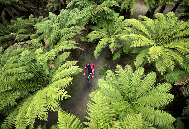 Enter mountain biking heaven amongst towering redwoods and lush native bush – and discover why Rotorua is up there with the world’s best.