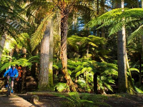 Die Redwoods sind das Epizentrum der Mountainbikeszene von Rotorua.