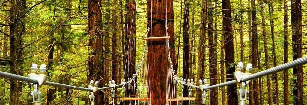 Suspension Bridges on the Redwood Forest Treewalk