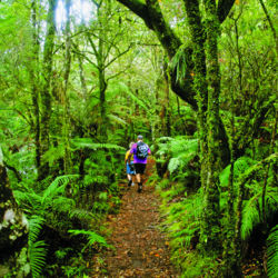 エメラルドグリーンの苔と繊細なシダは森の中で繁茂しています。